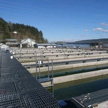 f r p, pultruded, grating, walkways, for, fish, hatchery